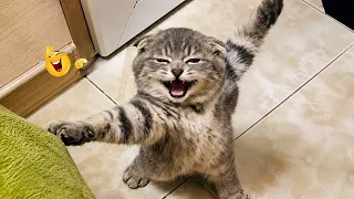 😂 Try Not to Laugh | Funniest Cats and Dogs | Funny Animals 2026 🐱🐶