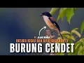 Download Lagu Burung Cendet: Antara Keindahan Kicau dan Sifat Garangnya