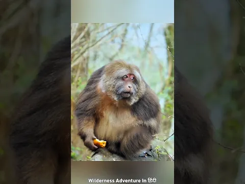 Monkey ने बना लिया साध्वी को अपनी Mother