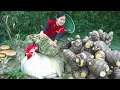 Lagu Harvest 1000+ Ginger, Oyster Mushroom, Fruits Goes to market sell - Rescue Wild Chicken | Susan