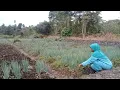 Lagu KEGIATAN BERSIHKAN RUMPUT DI KEBUN BAWANG DAUN; CERITA KELUARGA WANI RANTAU KALIMANTAN UTARA