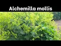 Lagu How to Grow Alchemilla mollis (Lady's Mantle)