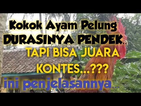 Download MP3 KUMPULAN SUARA AYAM PELUNG JUARA DURASI PENDEK DAN PENJELASANNYA