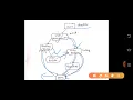 Concurrent Development model