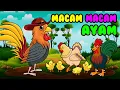 Download Lagu MACAM-MACAM AYAM I AYAM ALE NAMA NAMA AYAM lagu popular anak indonesia