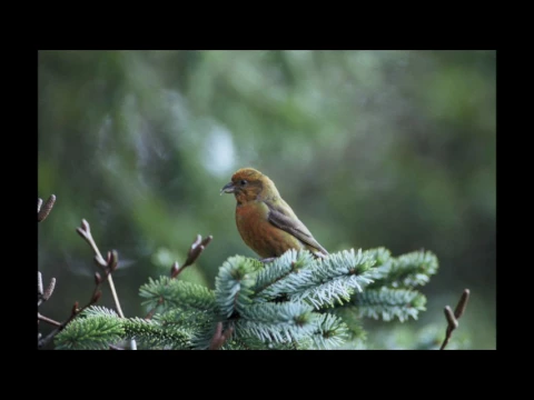 Download MP3 Canto degli uccelli della foresta, suoni rilassanti della natura. Binaural recording ASMR.