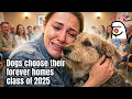 When Dogs Choose Their Humans — Adoption Stories