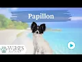 Papillon Breed Highlights