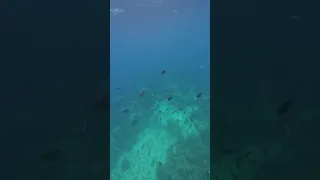 Snorkelling  1