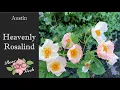 Download Lagu 🌹Heavenly Rosalind by David Austin roses in 4k/ AUSmash/ Gardening in zone 8a