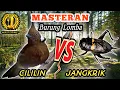 Download Lagu CILILIN VS JANGKRIK - Masteran Istimewa Untuk Semua Jenis Burung Lomba || Dijamin Moncerrr