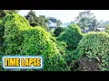 Lagu TIME LAPSE - 60 Days of Transformation: Three Abandoned Houses Turned into Forests