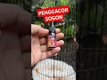 Download Lagu PENGGACOR SOGON BAHAN #sogongacordor #kicaumania #sogokontonggacor #sogonbetina