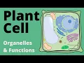 Structure and Function of the PLANT CELL explained Organelles