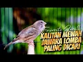 Lagu KALITAN MEWAH JAWARA LOMBA PALINNG DICARI - MASTERAN KENARI ISIAN BLACKTHROAT GACOR MUDAH DITIRU #03