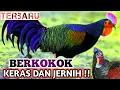 Download Lagu 🔴 SUARA AYAM HUTAN JANTAN | JERNIH DAN KERAS | the sound of a rooster