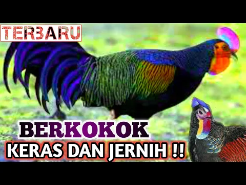 Download MP3 🔴 SUARA AYAM HUTAN JANTAN | JERNIH DAN KERAS | the sound of a rooster