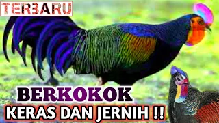 🔴 SUARA AYAM HUTAN JANTAN | JERNIH DAN KERAS | the sound of a rooster