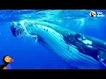 Whale Protects Diver From Shark The Dodo