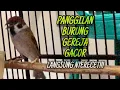 Download Lagu Suara Panggilan Gereja Tarung Nyerecet Panjang dan Jernih, Dijamin Langsung Bunyi | @kicautembak