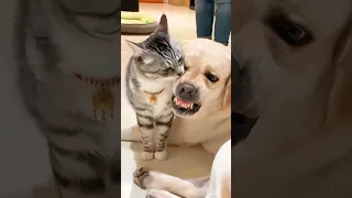 Funny Dogs Afraid Of Cats Hilarious Reactions Funny Dog Shorts 