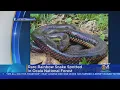 Rare Siting Of A Rainbow Snake At A Florida Park