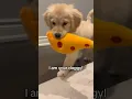 Download Lagu I am your doggy, you listen to me! 😏 #puppy #goldenretriever #dogs #puppies #dogshorts #dog