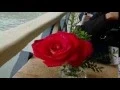 Download Lagu ROSA DEL MAR . Bolero