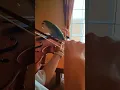 Download Lagu This lovebird parrot is practicing the violin with its owner. #parrots #birds #lovebirds#pets