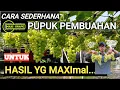 Download Lagu PUPUK PEMBUAHAN ANGGUR utk HASIL MAXIMAL...Insya Allooh. @MAXI-GRAPE 