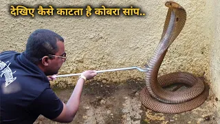 देखिए कैसे काटता है कोबरा सांप, खतरनाक गुस्सैल कोबरा सांप को कैसे किया काबू Cobra snake rescue