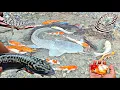 Lagu Catch monster snakehead fish, ornamental fish, large catfish, koi fish, crocodiles, snakes, turtles