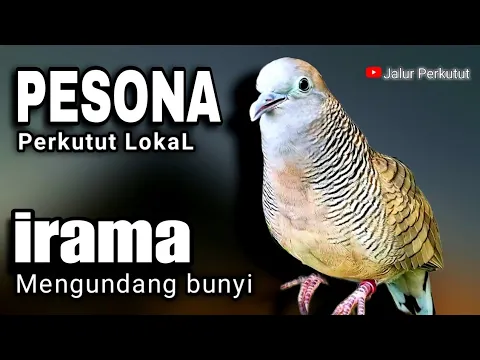 Download MP3 PERKUTUT LOKAL GACOR suara besar - PANGGILAN BUNYI TERCEPAT (KONTAN LANGSUNG NYAUT) 💯%DIJAMIN AMPUH