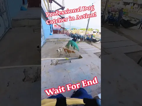 Professional Dog Catcher in Action #action #dog #shorts #ytshorts #pets