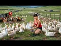 Lagu [REWIND TIMELAPSE] Harvesting Lots Of Ducks, Chickens, Turkeys, Pheasant,... Go To Market Sell