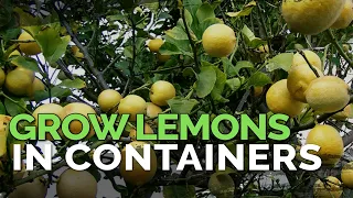 Download How to Grow Meyer Lemons in Containers Pt. 1 MP3