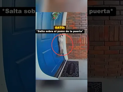 La escapada del gato resultó ser un error 😿🌎