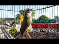 Download Lagu trucukan ropel panjang TARUNG TAJAM buat pancingan trucukan agar bunyi jadikan trucukan gacor nyaut