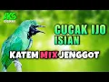 Download Lagu MASTERAN CUCAK IJO GACOR ISIAN KAPAS TEMBAK SAMBUNG CUCAK JENGGOT AMPUH DONGKRAK EMOSI IJO MUSUH