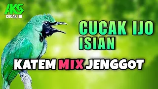 masteran cucak ijo gacor isian kapas tembak sambung cucak jenggot ampuh dongkrak emosi ijo musuh
