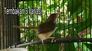 3 variasi prenjak lumut gacor untuk masteran