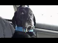 When Dogs Realizing They re Going to the Vet - Funniest Reaction
