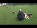 First Steps on Grass Hundreds of Lab Beagles Get a Second Chance at Life