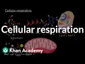 Cellular respiration Energy and matter in biological systems High school biology Khan Academy