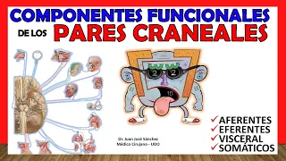 🥇 COMPONENTES FUNCIONALES de los Pares Craneales (Eferente, Aferente, Visceral, Especial)