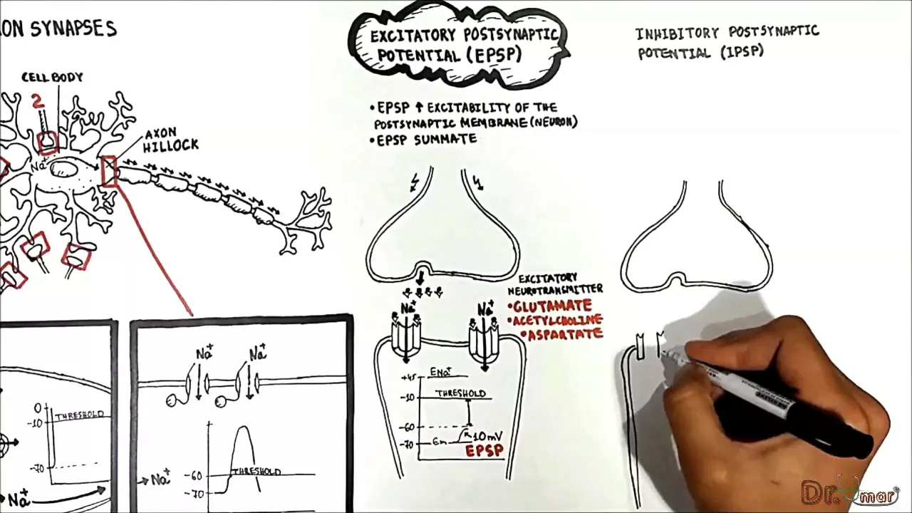Neuron Neuron Synapses (EPSP vs. IPSP)