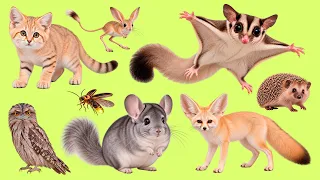 25 Curious Night Animals π | Learn Russian Names with Audio | ΠΠΎΡΠ½ΡΠ΅ ΠΆΠΈΠ²ΠΎΡΠ½ΡΠ΅