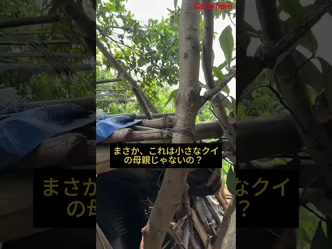 小さなオレンジの子猫の母親は実はオス猫です。#cat #funny