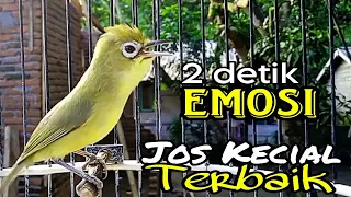 Download 2 DETIK EMOSI CIAK CIAK KECIAL KUNING TERPANCING IKUT GACOR PALING AMPUH BUKTIKAN MP3