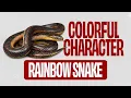 Rainbow Snake
